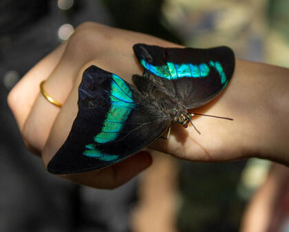 Butterfly 2024
