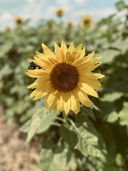 Sunflower 2023